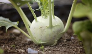 kohlrabi vegetables containers