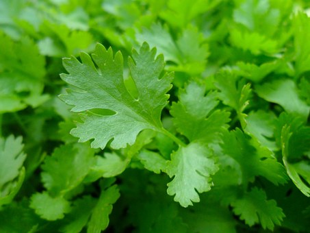 Herbs in Pots- Spice Up Your Container Garden