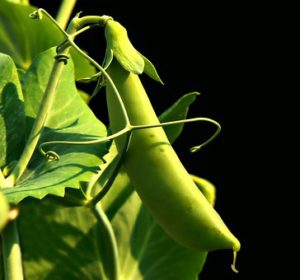 Peas vegetable container