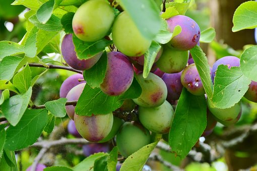 Plum tree