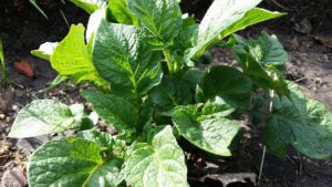 Potato Plants container