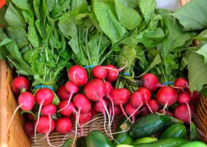 Radishes vegetable container