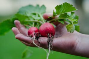 Radishes Children gardening