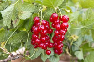 Redcurrant soft fruit containers