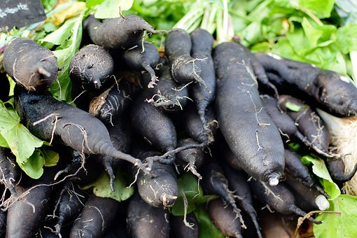 Scorzonera vegetable plants