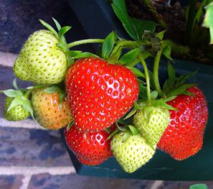 Strawberry soft fruit containers