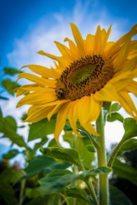 Sunflower Children Gardening