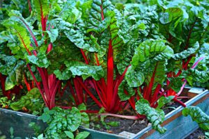 Swiss chard vegetables container