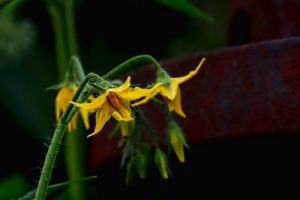 Tomato flowers container