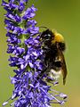 Container Gardening for Hay Fever Sufferers-Stop the Snuffles