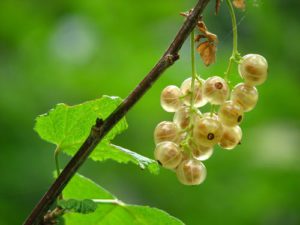 White currant soft fruit containers