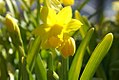 Narcissus 'Tete a Tete'