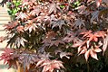 Acer 'Bloodgood'