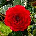 Camellia x williamsii