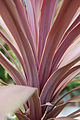 Cordyline