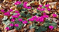 Cyclamen coum