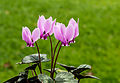 Cyclamen hederifolium