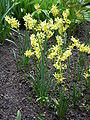 Daffodil 'Hawera'