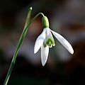 snowdrops