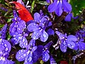 Trailing lobelia