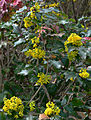 Mahonia