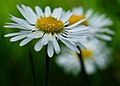 Argyranthemum Marguerite