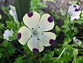 Nemophila_maculata