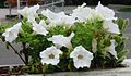 Petunias