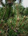 Pinus mugo