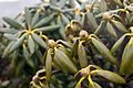 Rhododendron_yakushimanum