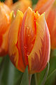 Close up of Tulip