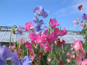 Sweet peas can do well in the shade