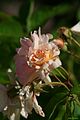 Rosa' Buff Beauty'
