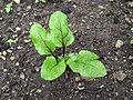 Bull's Blood beetroot