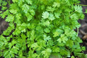 Chervil