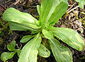 Lamb's lettuce