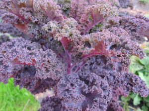 Red leave Kale