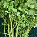 Watercress