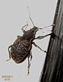 black Vine weevil