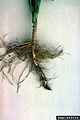 Root rot is deadly to houseplants.