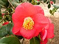 Camellia_japonica