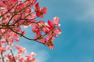 Chinese blossom Garden