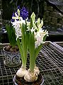 Hyacinthus orientale