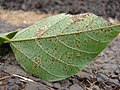 Rust on houseplants are not a welcome sight.