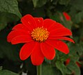 Tithonia rotundifolia