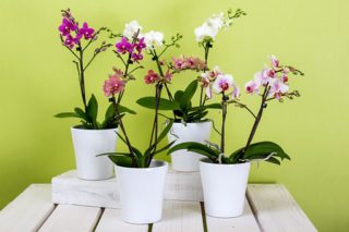 32 of the Best Flowering Houseplants (Plants that will Give Great Blooms Indoor)