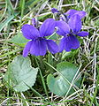 Viola odorata gives a nice scent.