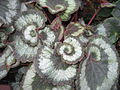 Begonia 'Escargot'