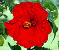 Hibiscus rosa-sinensis