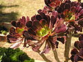 Aeonium arboreum